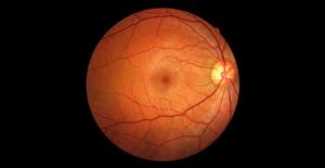 Görme Bozukluklarının Tedavisi İçin Retina Üretildi