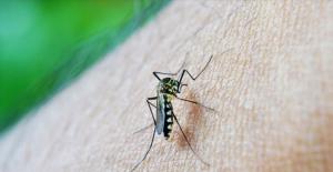 'Sivrisinekler Erkekleri Daha Çok Isırıyor'