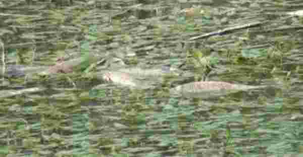 Kars'ta Toplu Balık Ölümleri Araştırılmaya Başladı
