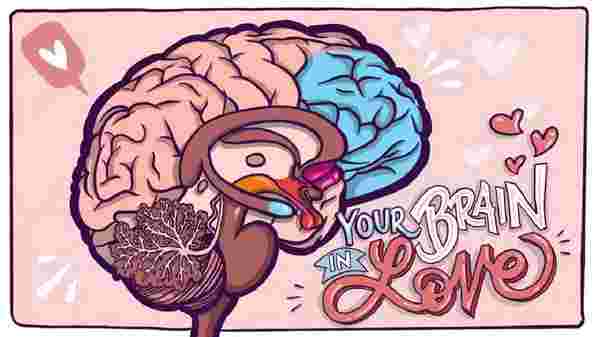 aşk beyni nasıl etkiliyor?
