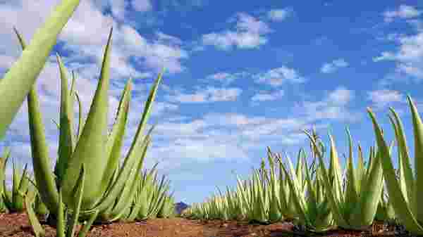 aloe vera