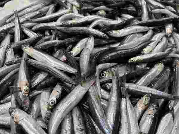 Karadeniz’de her yıl yaklaşık 1 milyon ton hamsi, yanlış avcılık kurbanı #1