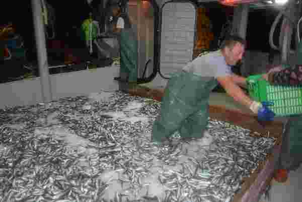 Karadeniz’de her yıl yaklaşık 1 milyon ton hamsi, yanlış avcılık kurbanı #2
