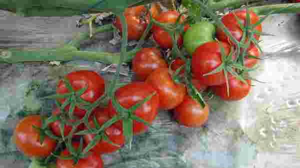 Lokantaların açılmasıyla domatesin kilosu 2 liradan 3.5 liraya çıktı #2