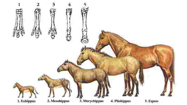 atların evrimi
