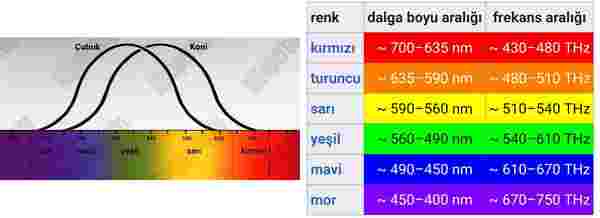 koni çubuk hücreler renklerin dalga boyu