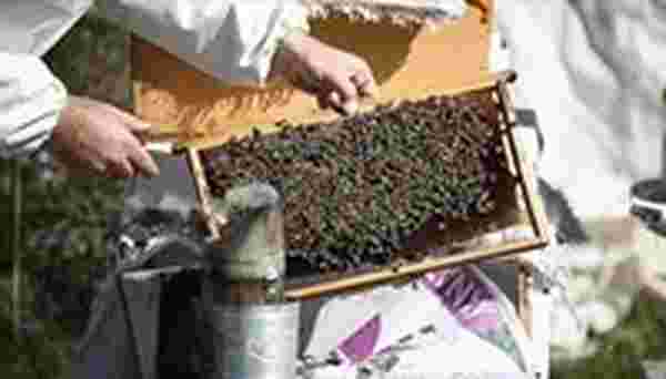 Deprem bölgesindeki arıcılara kovan, şeker ve arı desteği verilecek