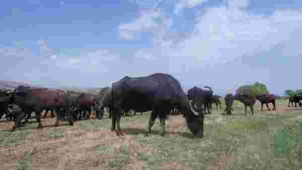 Burası Serengeti değil Erzurum Ovası
