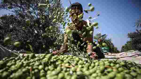 İklim krizi zeytini vurdu | Zeytinyağı fiyatlarında zam bekleniyor - 1